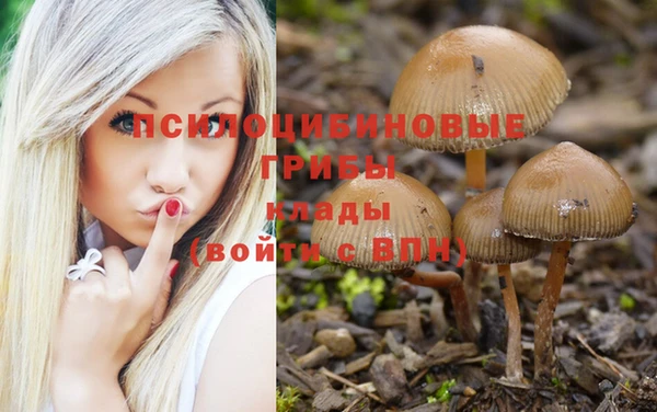 стаф Каменногорск